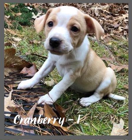 Cranberry / Harper