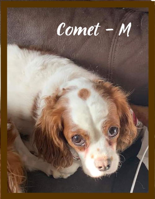Comet