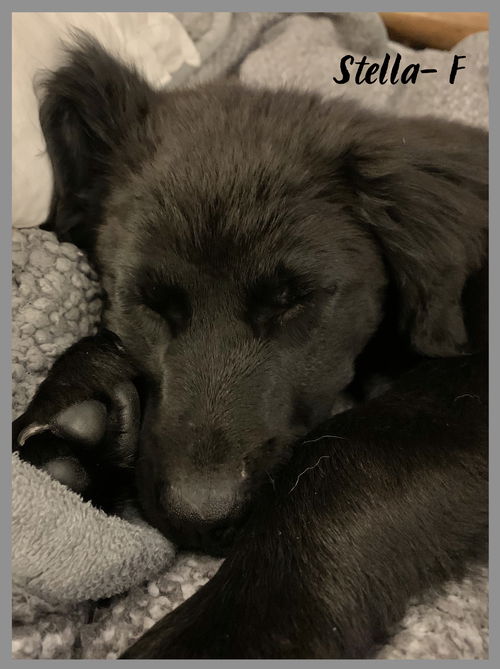 Stella / Cali