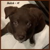 Shiloh / Hunter