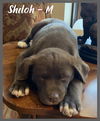 Shiloh / Hunter