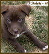 Shiloh / Hunter