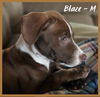 Blaze / Cooper