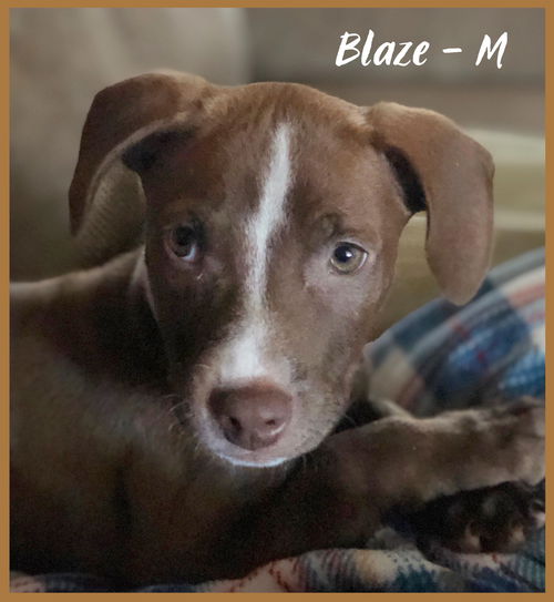 Blaze / Cooper