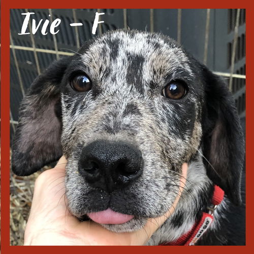 Ivie / Maggie