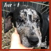 Ivie / Maggie
