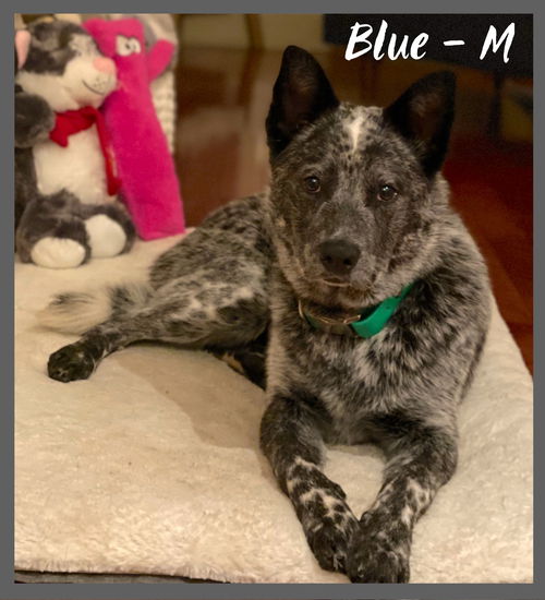 Blue / Banjo