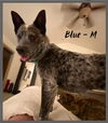Blue / Banjo