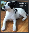 Chloe/ Brisket / Tess