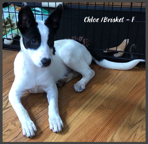 Chloe/ Brisket / Tess