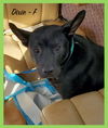 Dixie / Winnie