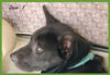 Dixie / Winnie
