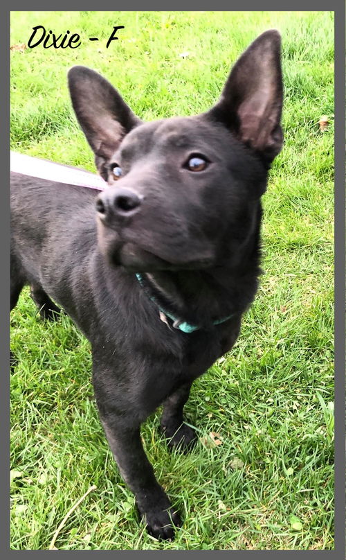 Dixie / Winnie