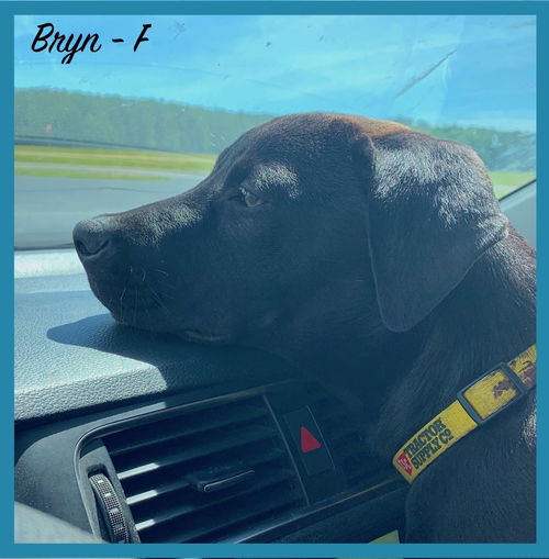 Bryn / Harley