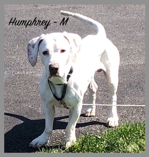 Humphrey/Benny