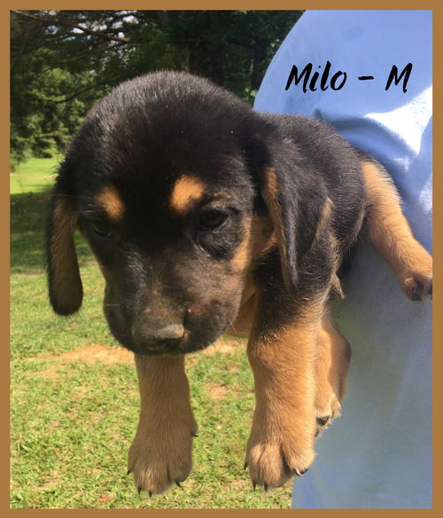 Milo /Milo