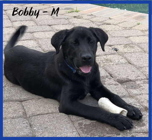 Bobby/Obie