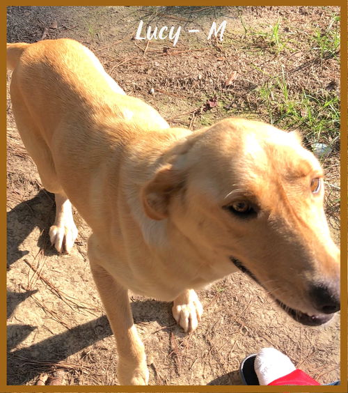 Lucy / Mama