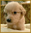 Ollie /Lucky