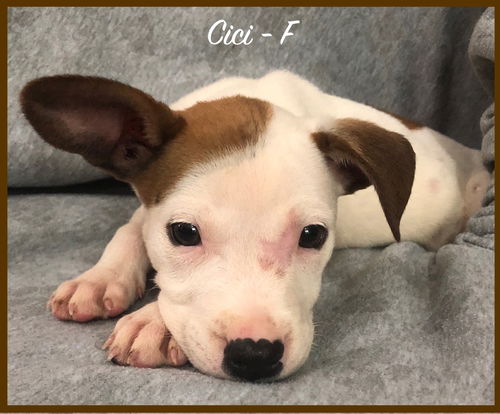 CiCi/Maisie
