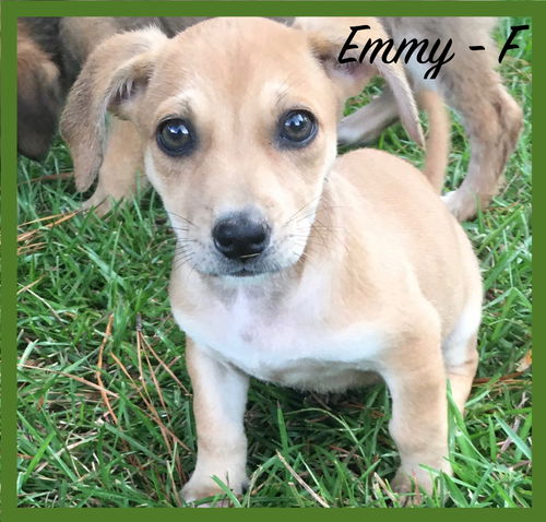 Emmy / Emmy