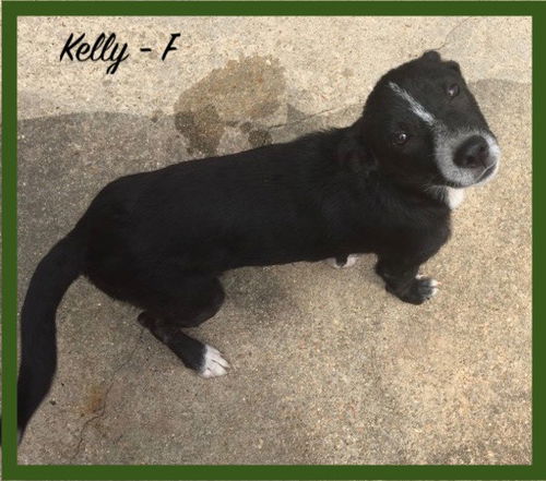 Kelly / Piper