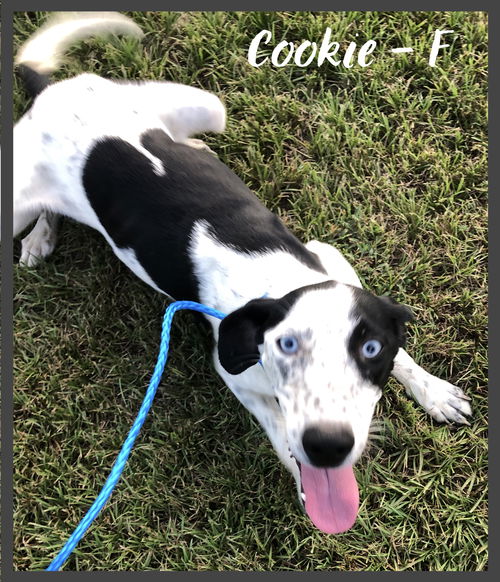 Cookie / Indigo 