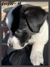 Cooper/ Cooper