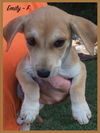 Emily/Cookie