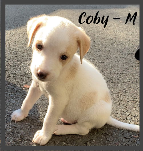 Coby/Coby