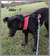 Addie / Addie