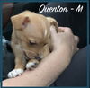 Quenton / Tugger