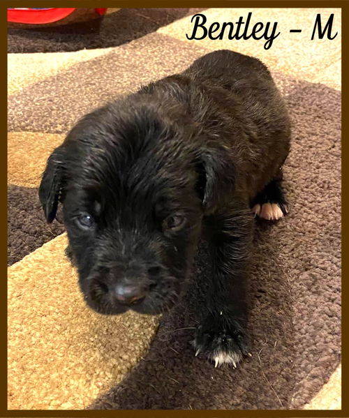 Bentley