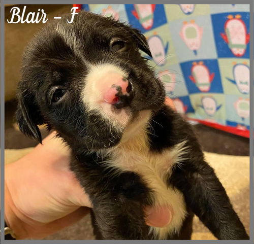 Blair