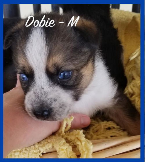 Dobie