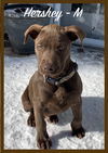 Hershey