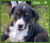 Linus / Maverick