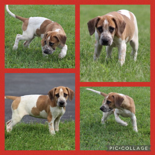 Porkchop/Lola