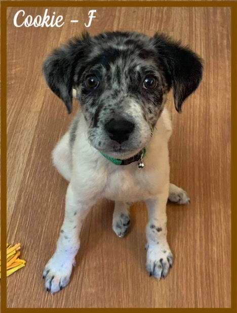 Cookie / Cooper