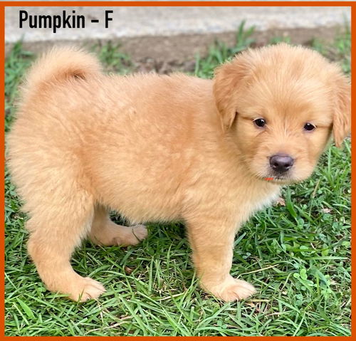 Pumpkin