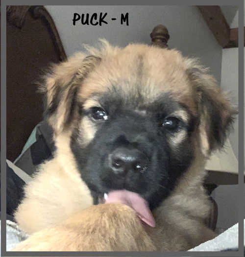 Puck/Bandit