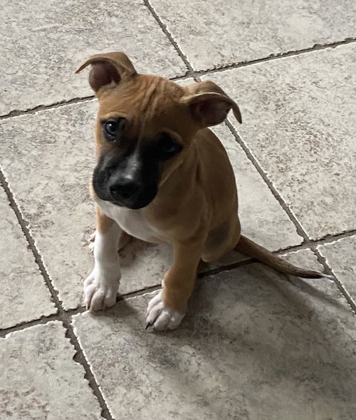 Boots / Bella