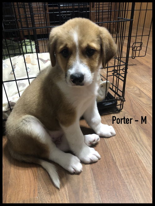 Porter
