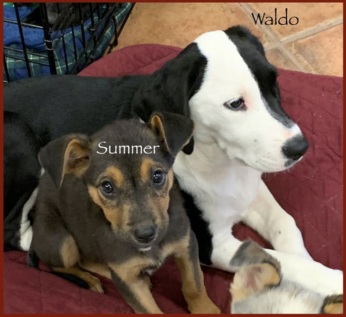 Summer