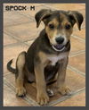 Spock/Sampson