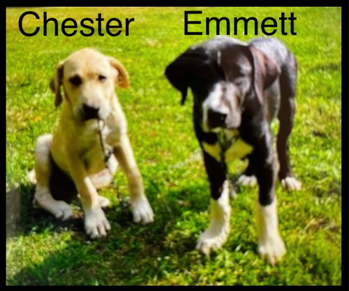 Emmet
