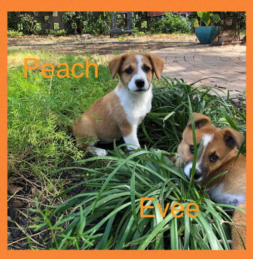 Evee / Maggie