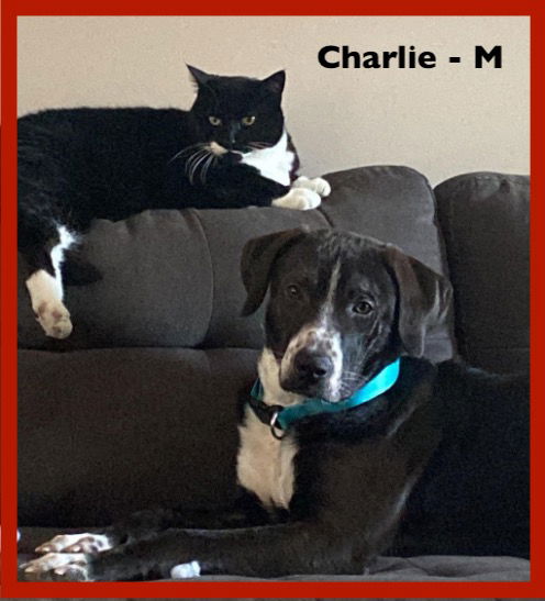 Charlie