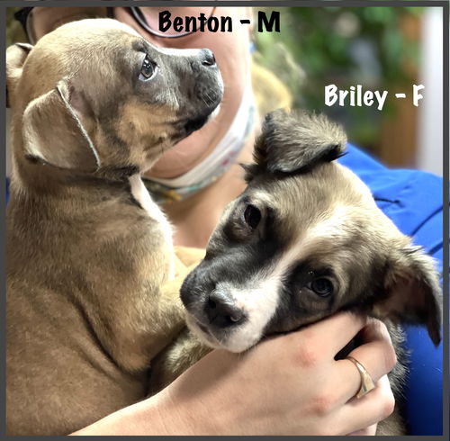Benton/Rocco