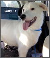 Lattie